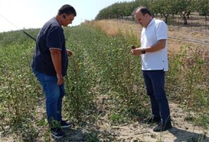 240823 kalliergeies zimes