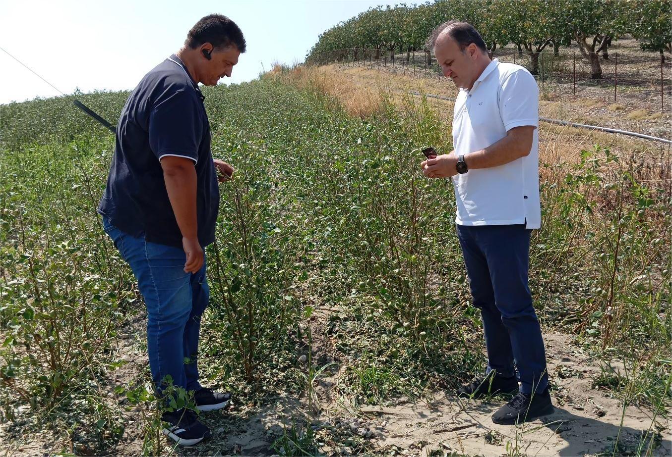 240823 kalliergeies zimes