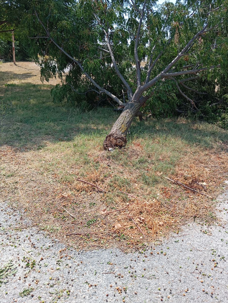 240823 kalliergeieszimies1