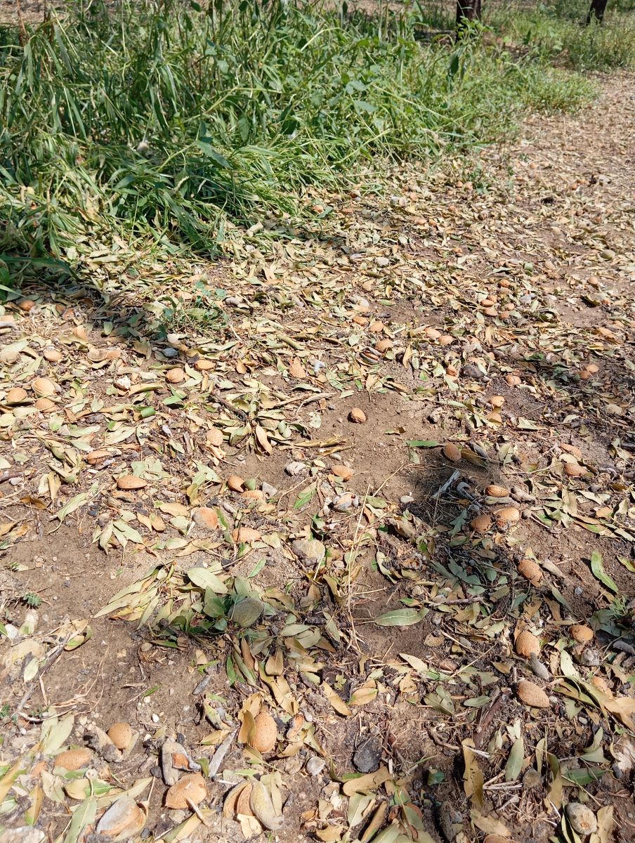 240823 kalliergeieszimies2