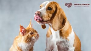 250403 adespota drasi