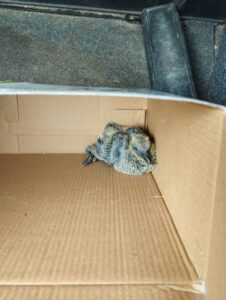 250625 diasosi neosson