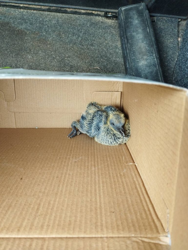 250625 diasosi neosson