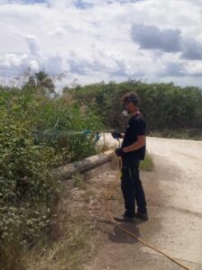 250714 kounoupia psekasmos