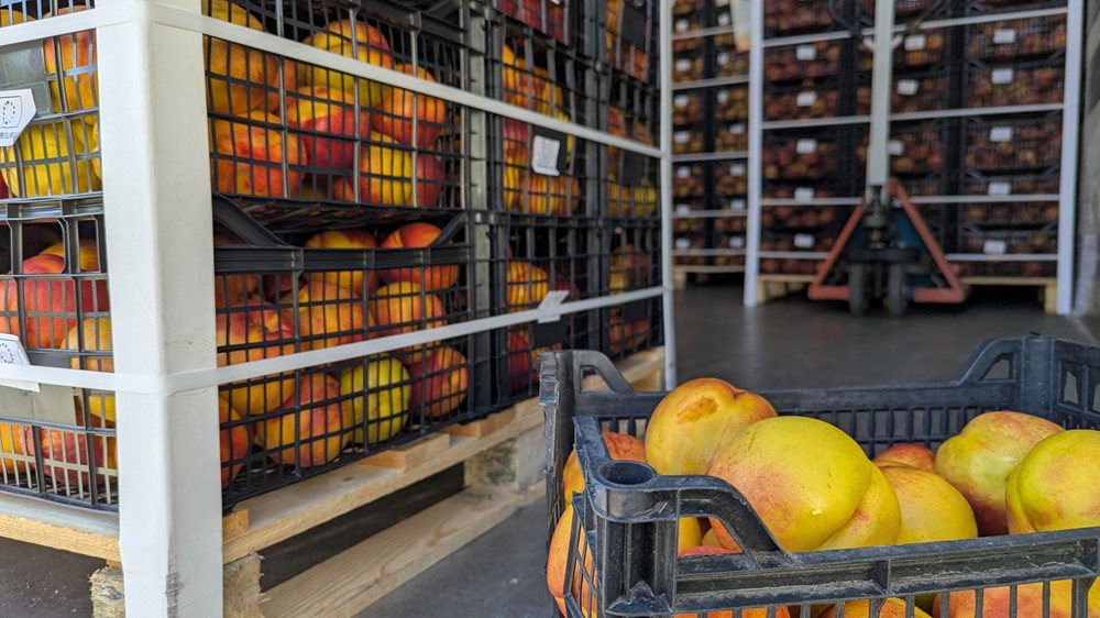 Στιγμιότυπα από τη διανομή φρούτων σε πολύτεκνες οικογένειες